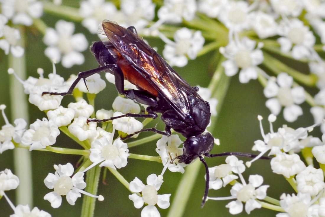 Tenthredinidae: Macrophia annulata?